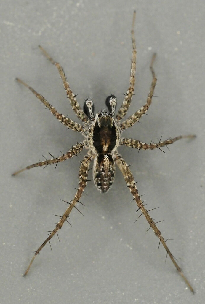 Pardosa hamifera