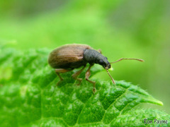 Phyllobius oblongus