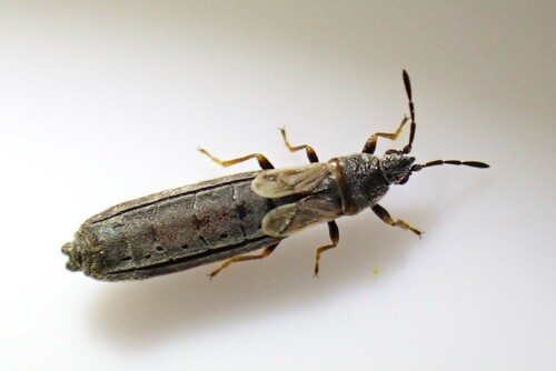 Ischnodemus genei