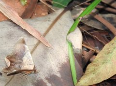 Psimada quadripennis