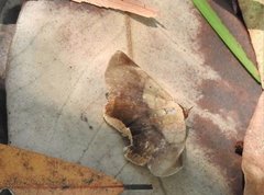 Psimada quadripennis