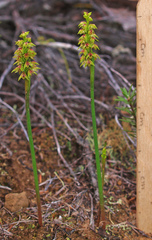 Genoplesium pumilum