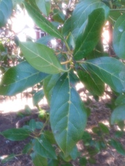 Magnoliopsida