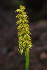 Genoplesium pumilum