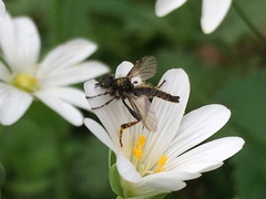 Diptera