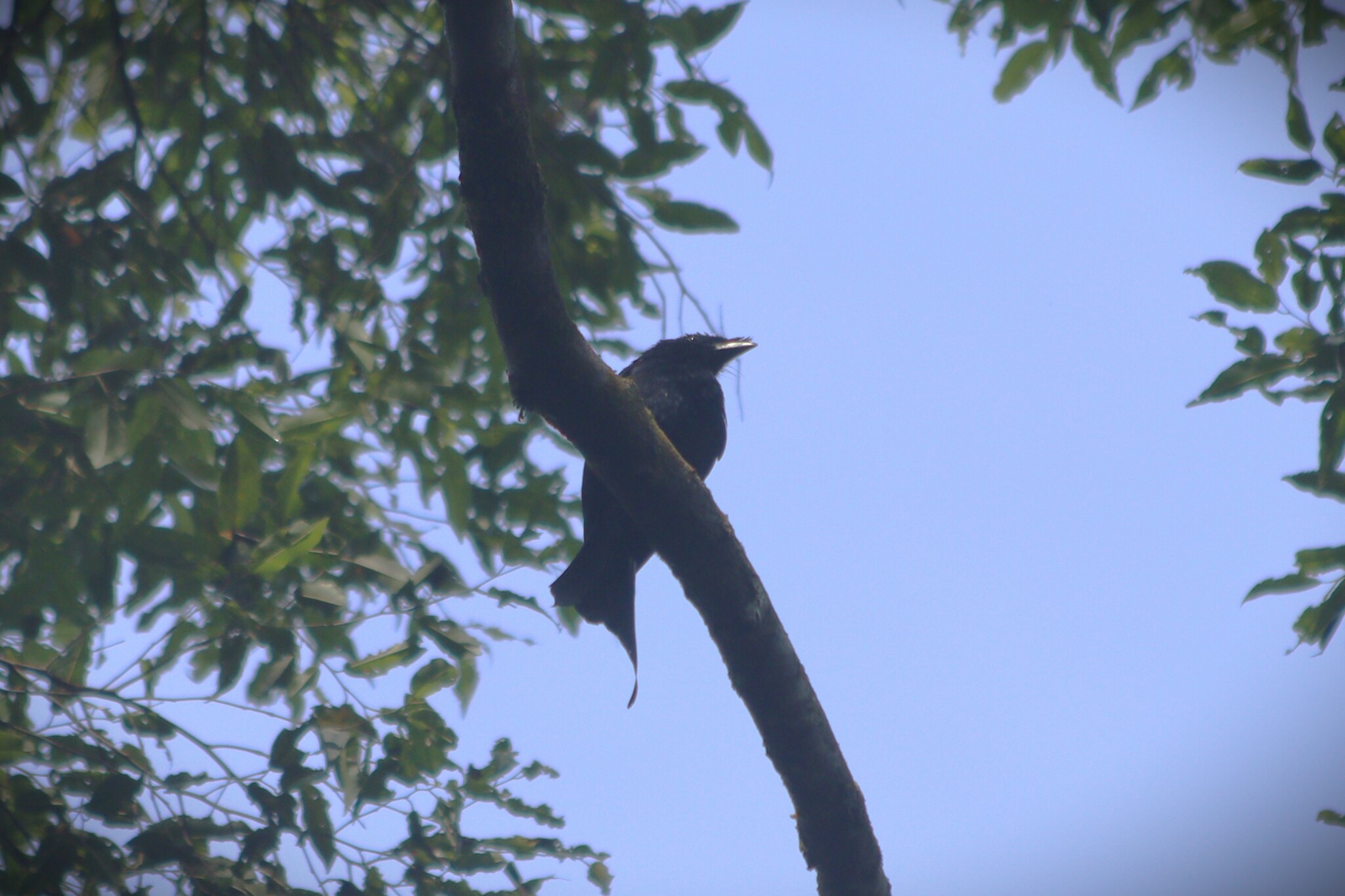 Sri Lanka Drongo illustration