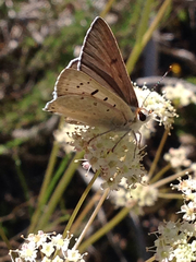 Tharsalea xanthoides