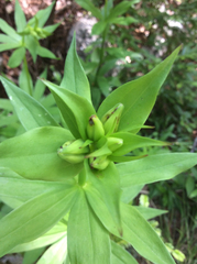Lilium pardalinum
