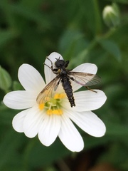 Diptera