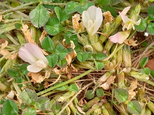 Image of Trifolium uniflorum by (c) Andre Hosper, some rights reserved (CC BY)