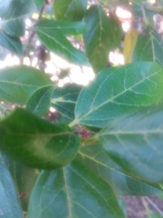 Magnoliopsida