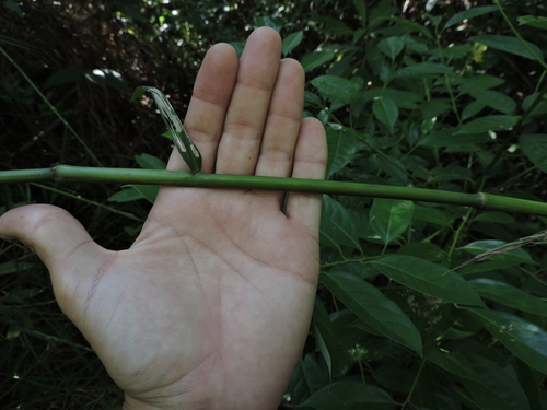 Image of Lasiacis ligulata by (c) Fabrício Mil Homens Riella, some rights reserved (CC BY)