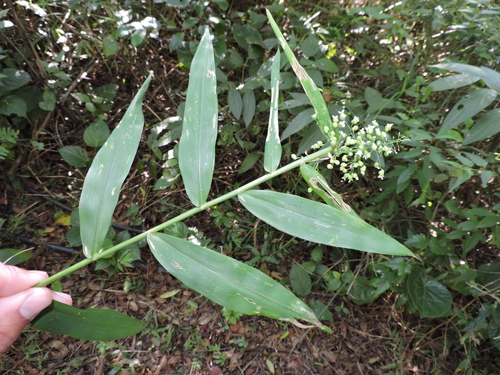 Thicket tribisee (Lasiacis ligulata)