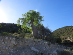 Dragon tree (Moringa drouhardii)