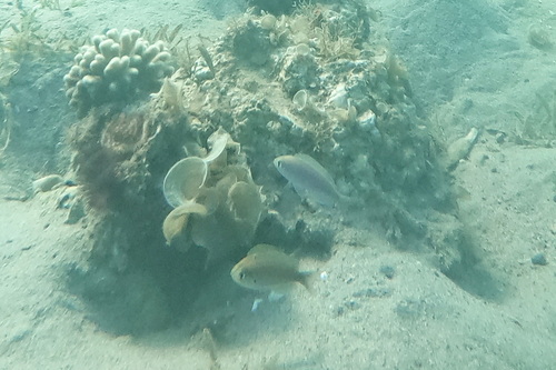 Teixeirichthys observed 2024-01-06