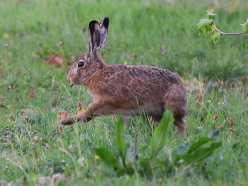 Brown Hare, photo 7 of 9