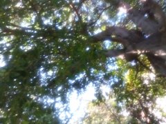 Magnoliopsida