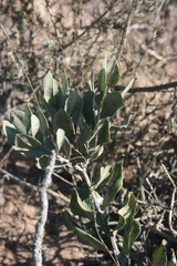 Euclea tomentosa