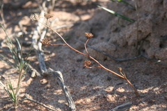 Lichtensteinia obscura