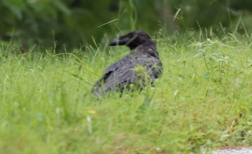 Common Raven photographed in Georgia