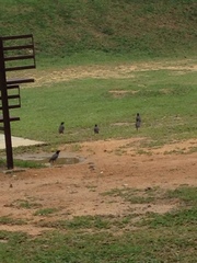 Acridotheres javanicus