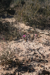 Lampranthus spiniformis