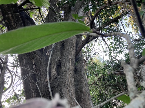 Strophanthus kombe, photograph 3