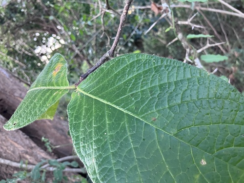 Strophanthus kombe, photograph 4