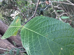 Strophanthus kombe, photograph author not stated, no rights reserved