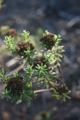 Image of Oedera viscosa by (c) Jacques van der Merwe, some rights reserved (CC BY-SA)