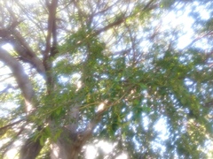Magnoliopsida
