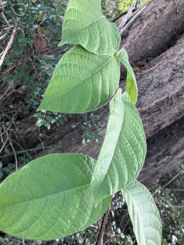 Strophanthus kombe, photograph 5