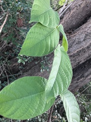 Strophanthus kombe, photograph author not stated, no rights reserved