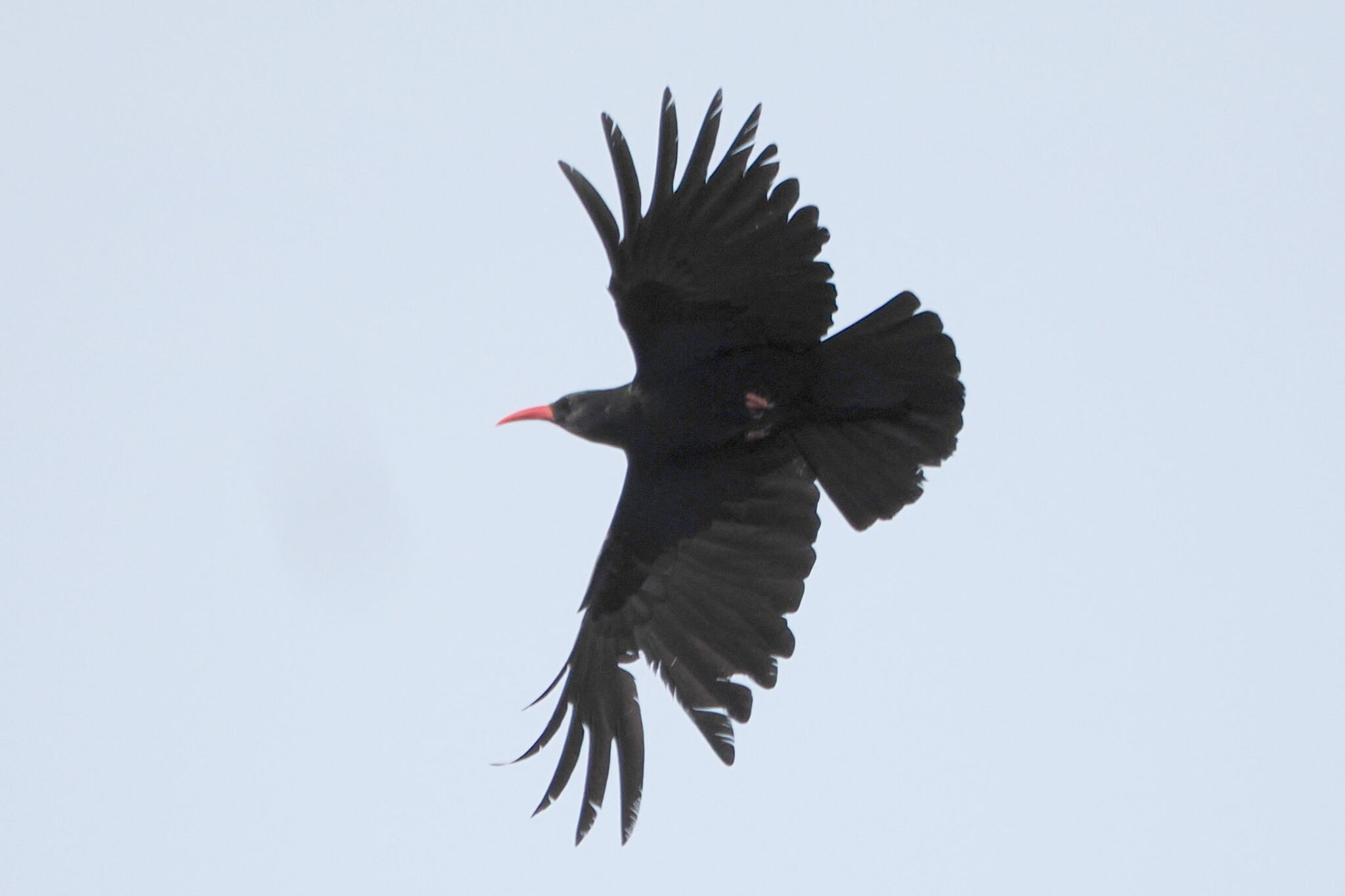 Cucala piquirroja