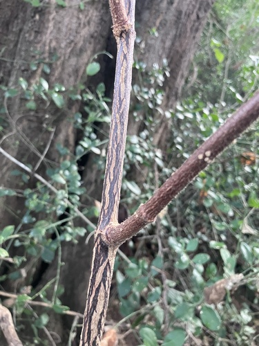 Strophanthus kombe, photograph 6