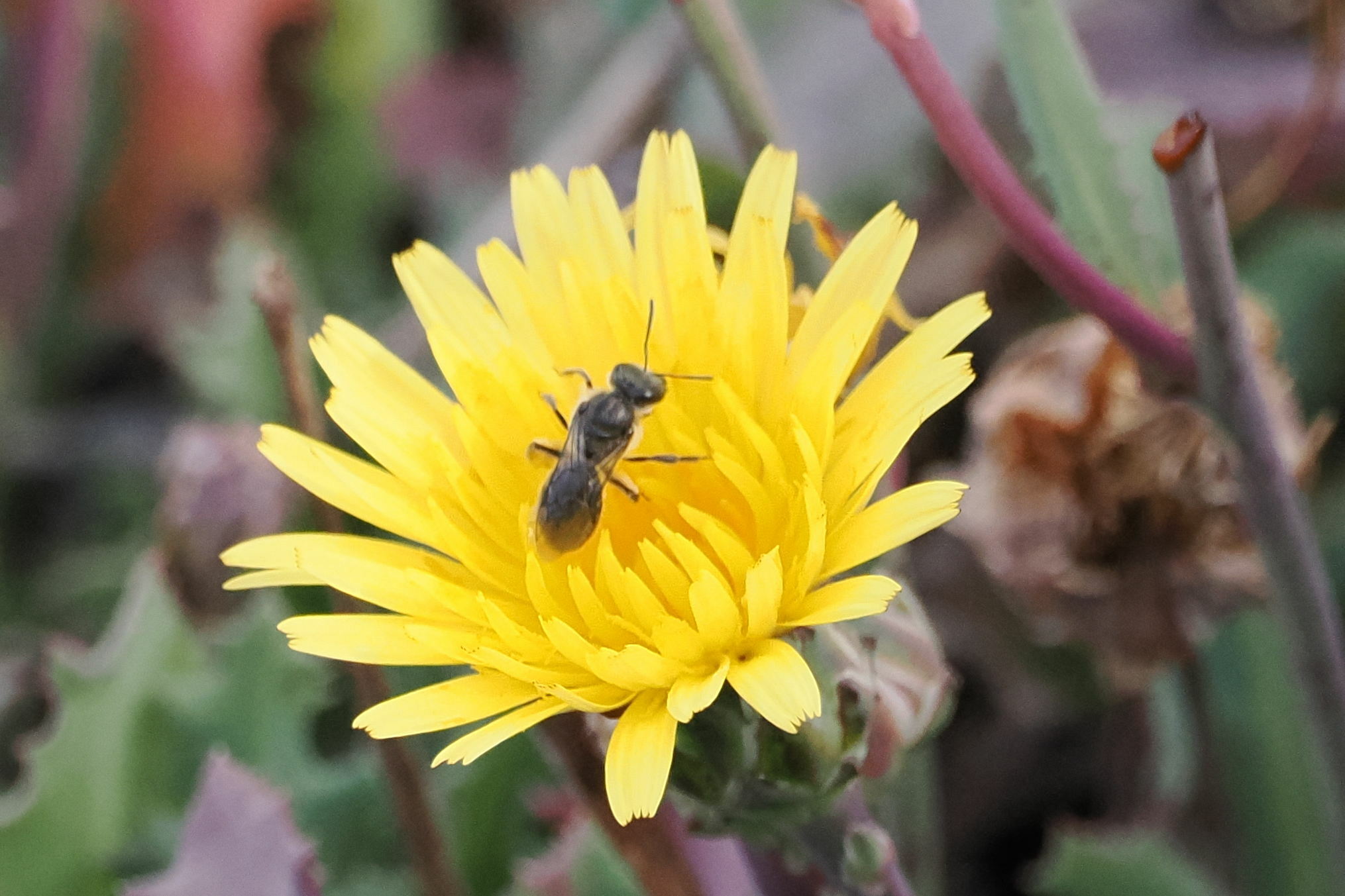 Lasioglossum viride