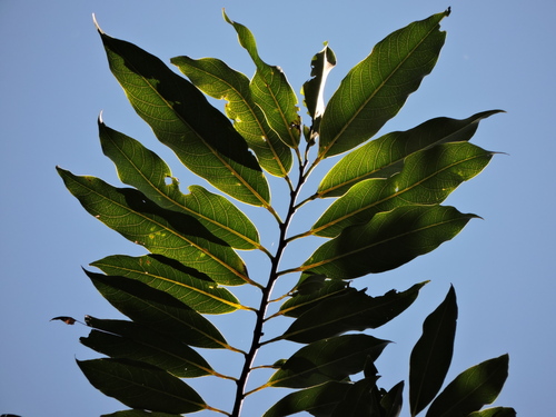 Annona cacans (Annona cacans)