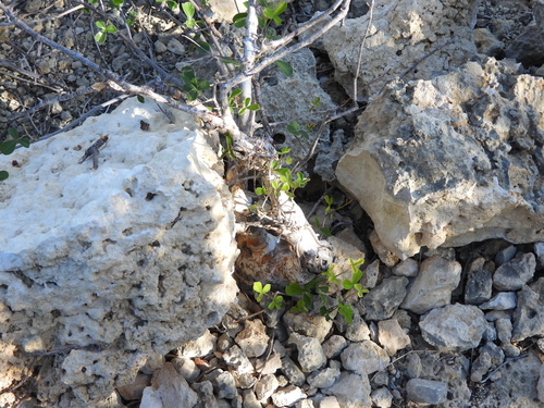 Commiphora orbicularis