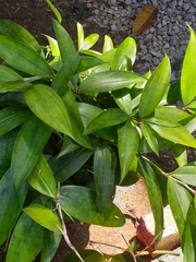 Dracaena surculosa