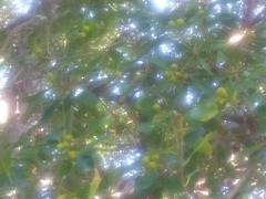Magnoliopsida