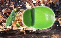 Haemanthus