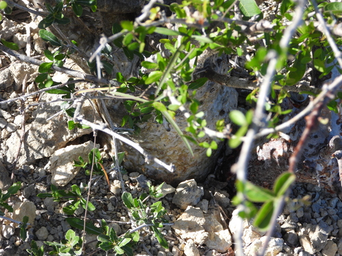 Commiphora orbicularis