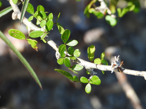 Commiphora orbicularis