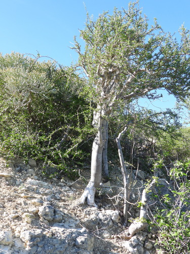 Commiphora orbicularis