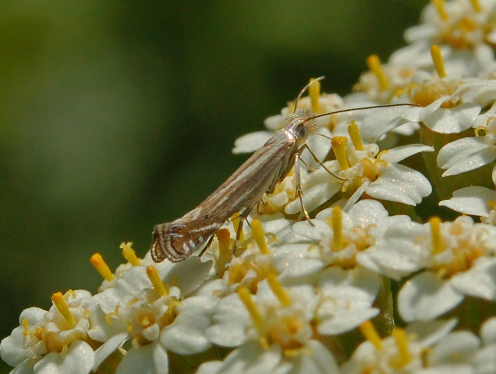 White-border Neb