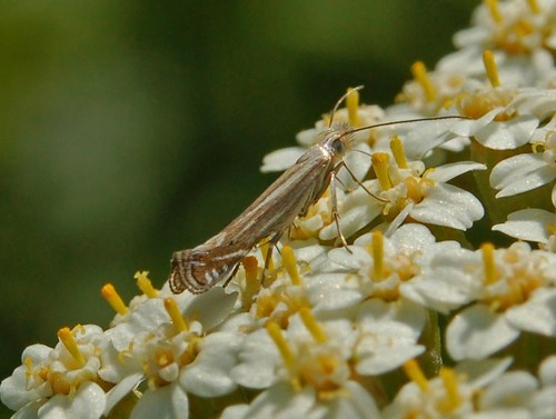 White-border Neb