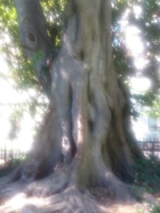 Magnoliopsida