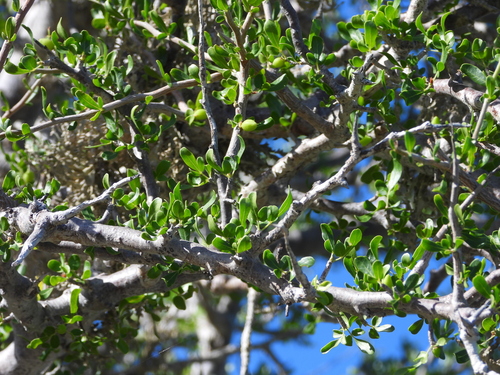 Commiphora orbicularis