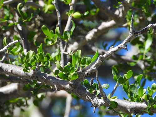 Commiphora orbicularis