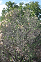 Pteronia divaricata